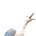 :seagull_boi: