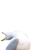 :seagull_inhale:
